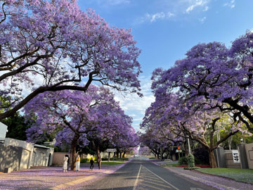 Jacaranda that blooms in spring from October to November